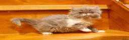 Persian cats for sale: Stunning pedigree Persian kittens - Advert 11