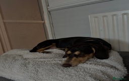 Dachshund dogs for sale: 8 month gorgeous chocolate/tri dachshund girl - Image 3