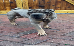 Shar Pei dogs for sale: Male Shar Pei  - Image 3