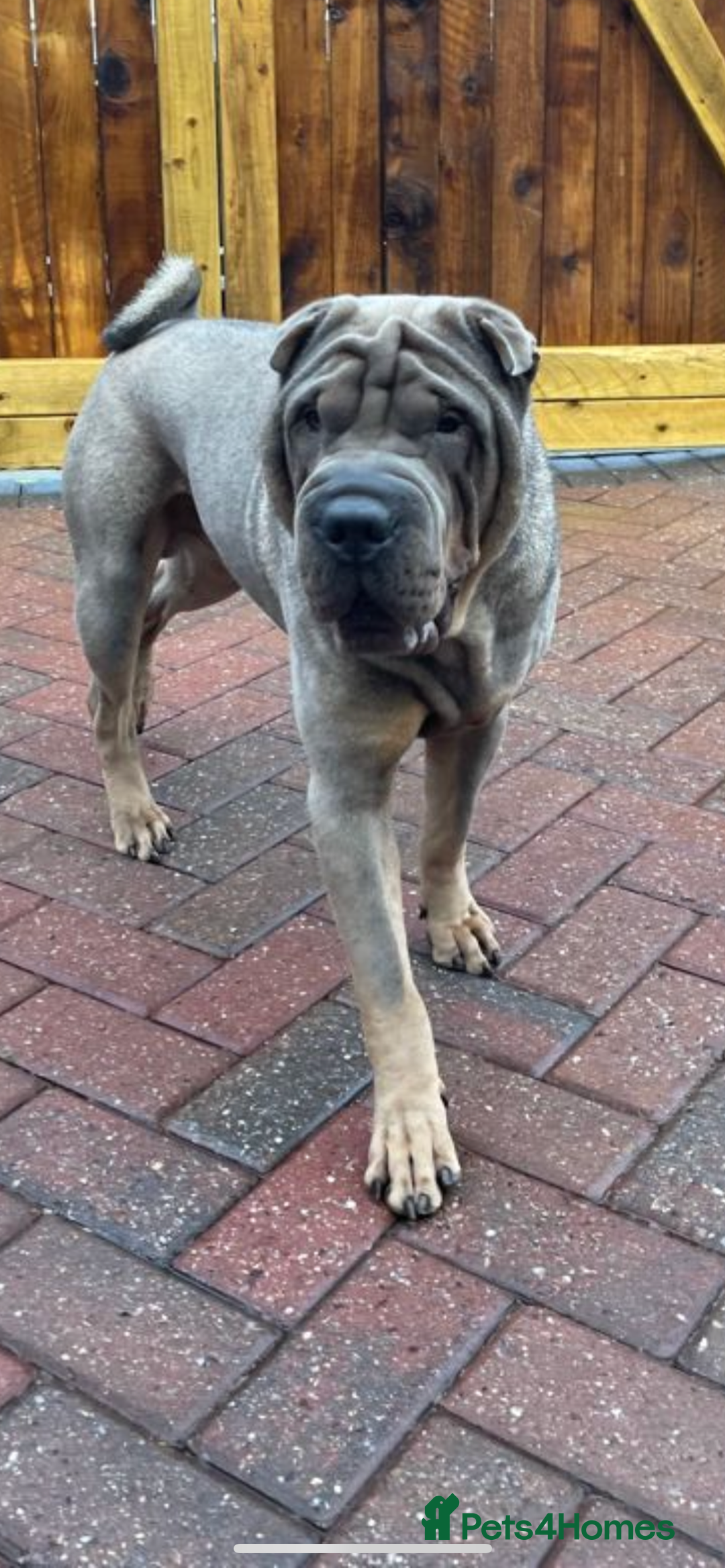 Shar Pei dogs for sale: Male Shar Pei  - Image 3
