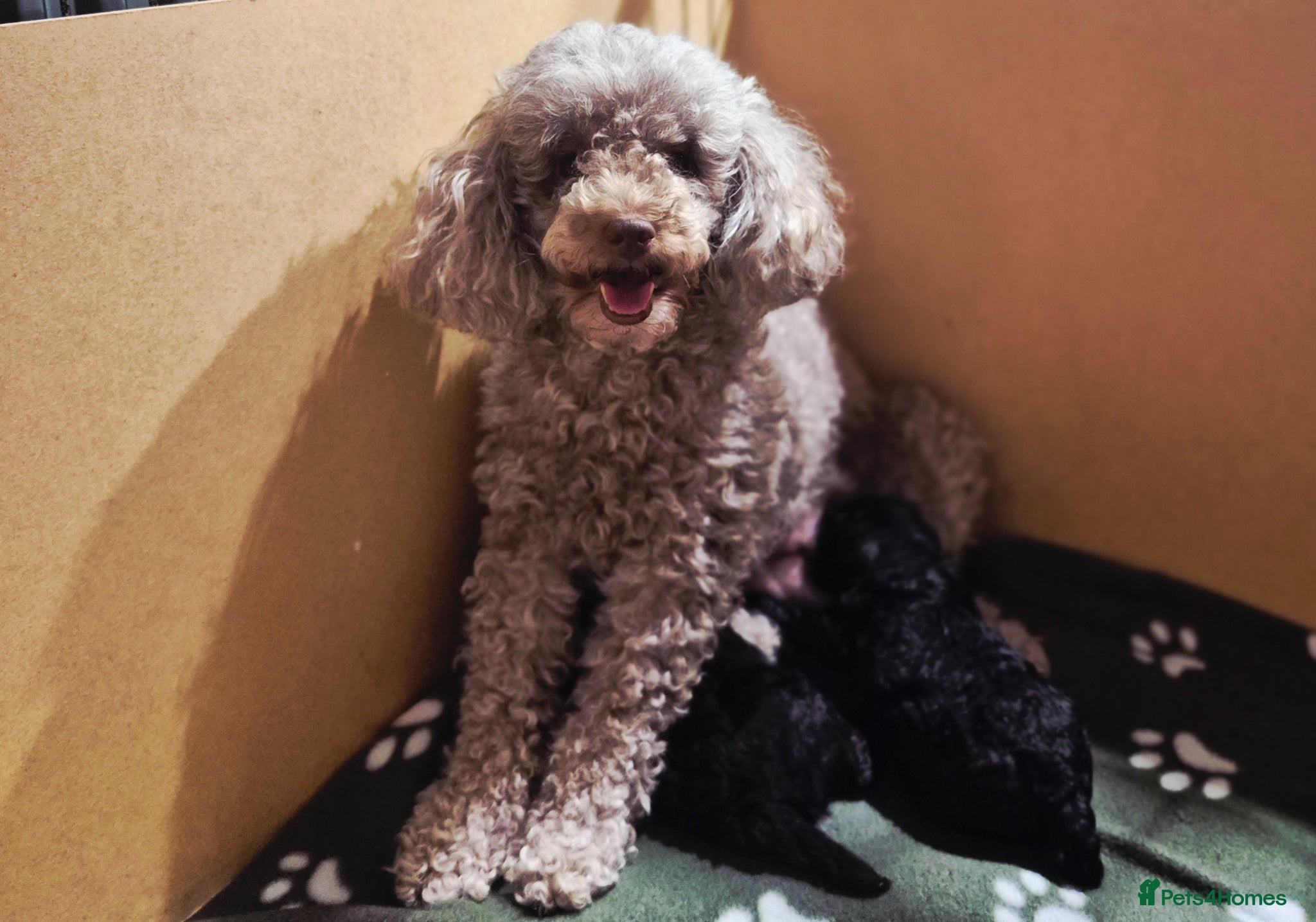 Toy Poodle dogs * 2 Beautiful Toy Poodle Pups * - Advert 1