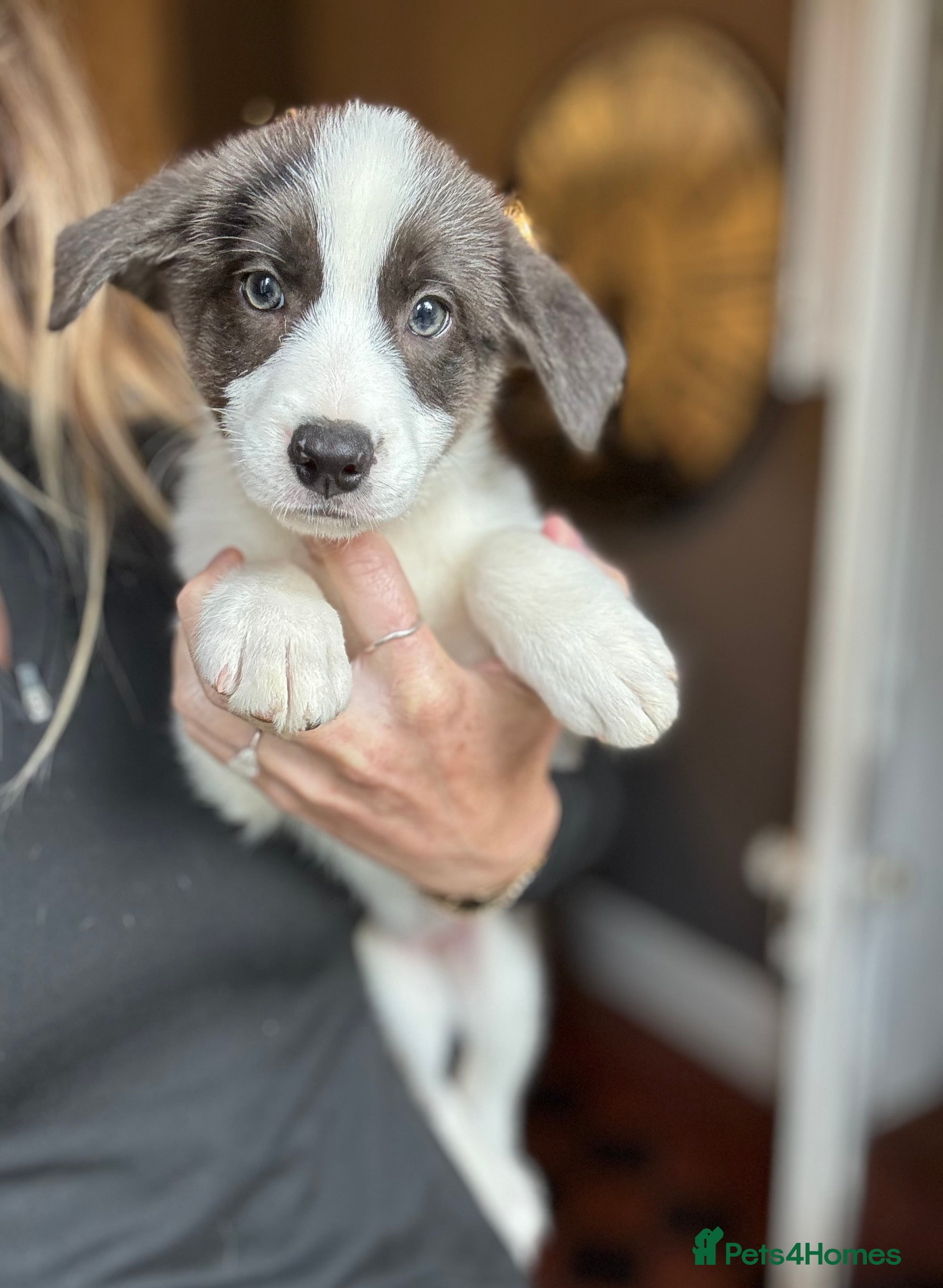 Border Collie dogs Pure Bred Border Collie Puppies For Sale - Advert 1