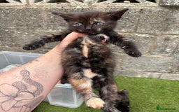 Ragdoll cats for sale: Gorgeous ragdoll cross kittens  - Image 21