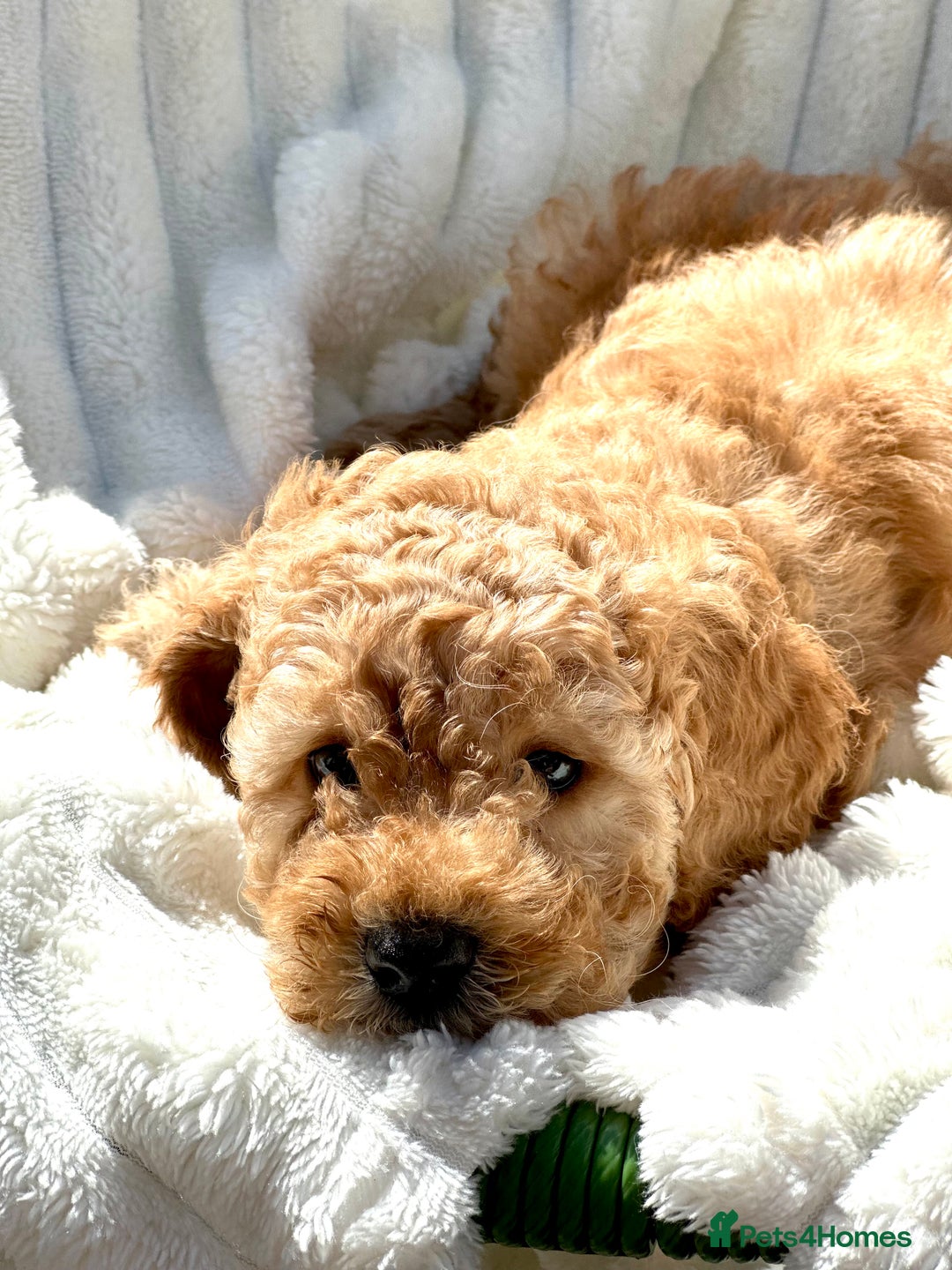 Cockapoo dogs for sale: Mini Cockapoo Puppies Kent - Image 14