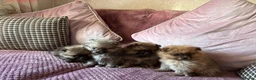 Pomeranian dogs for sale: STUNNING TEDDY BEAR FULL POM PUPPIES in Manchester - Advert 3