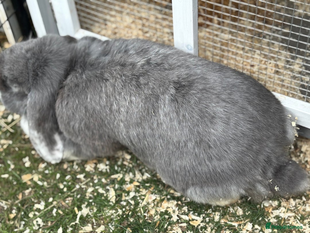 French Lop rabbits for sale: Female giant french lop  - Image 5