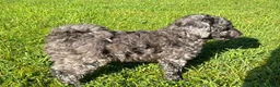 Mixed Breed dogs for sale: Gorgeous poodle puppies - Advert 6