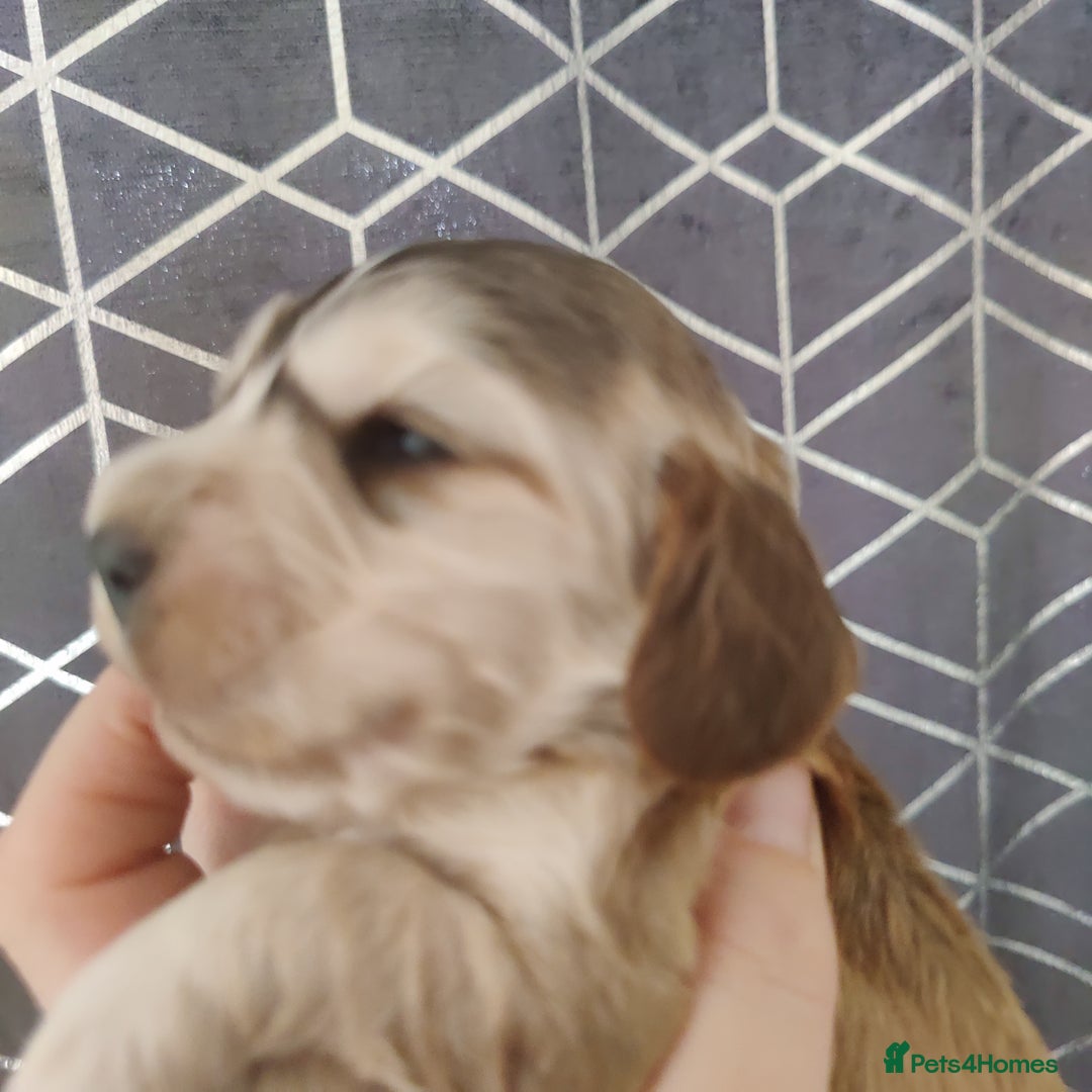 Cocker Spaniel dogs for sale: Show Type Cocker Spaniels Health Tested Parents  - Image 17