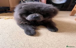Chow Chow dogs for sale: Chow chow  - Image 1