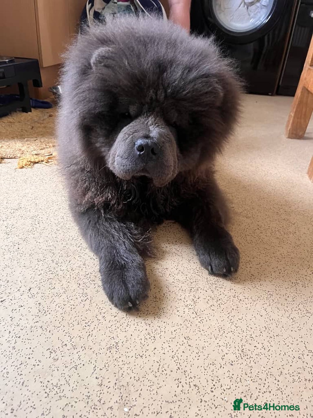 Chow Chow dogs for sale: Chow chow  - Image 1