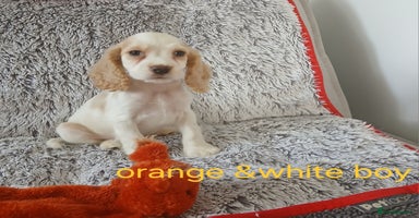 Cocker Spaniel dogs - Advert 3