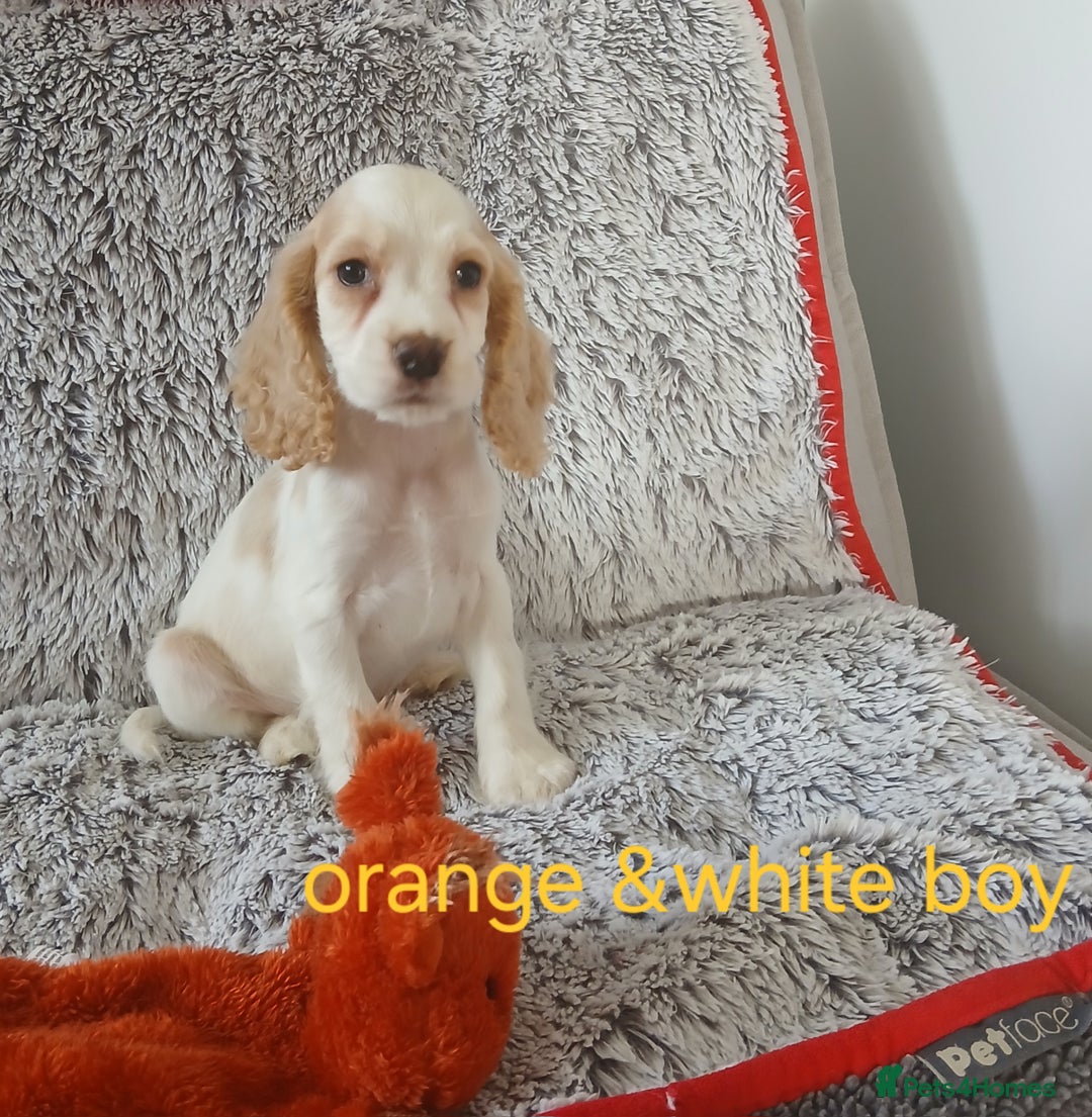 Cocker Spaniel dogs for sale: Health tested small cocker spaniels  - Image 2