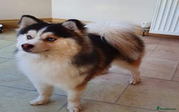 Pomsky dogs for sale: Lilac sired F2 masked Pomsky blue eyes  - Image 30