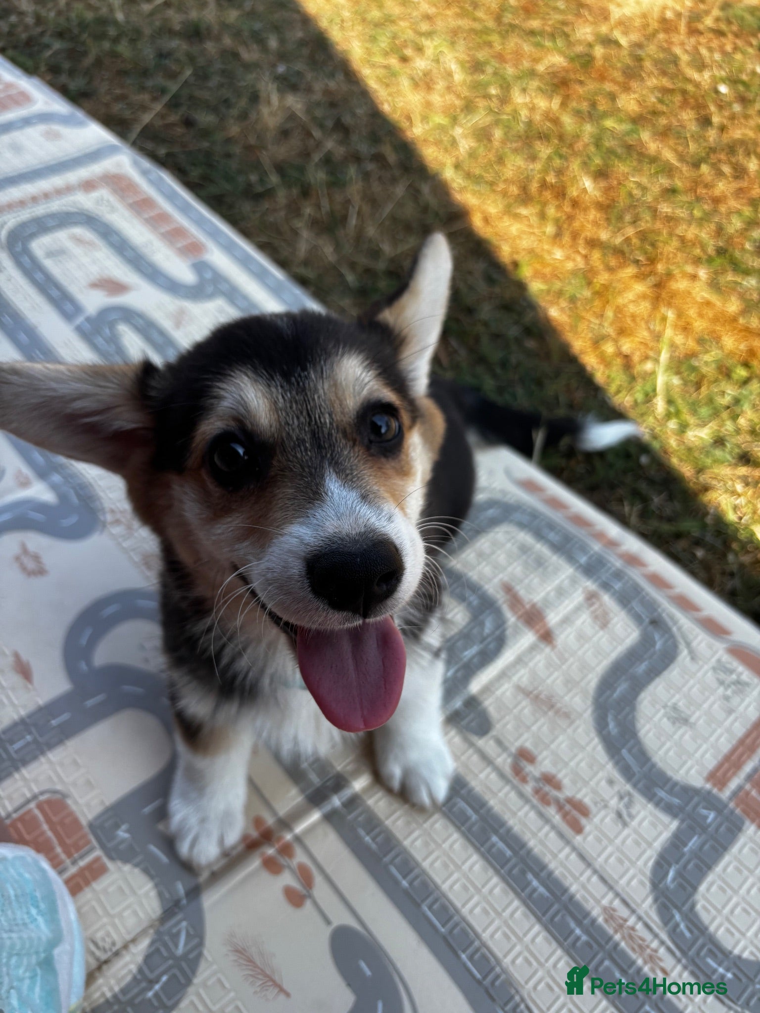 Welsh Corgi Pembroke dogs KC Registered Pembroke Welsh Corgi Puppies - Advert 1
