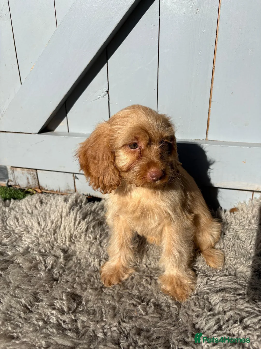 Cockapoo dogs for sale: COCKAPOO (£1200both) 9½ weeks old in Southend-on-Sea - Advert 2