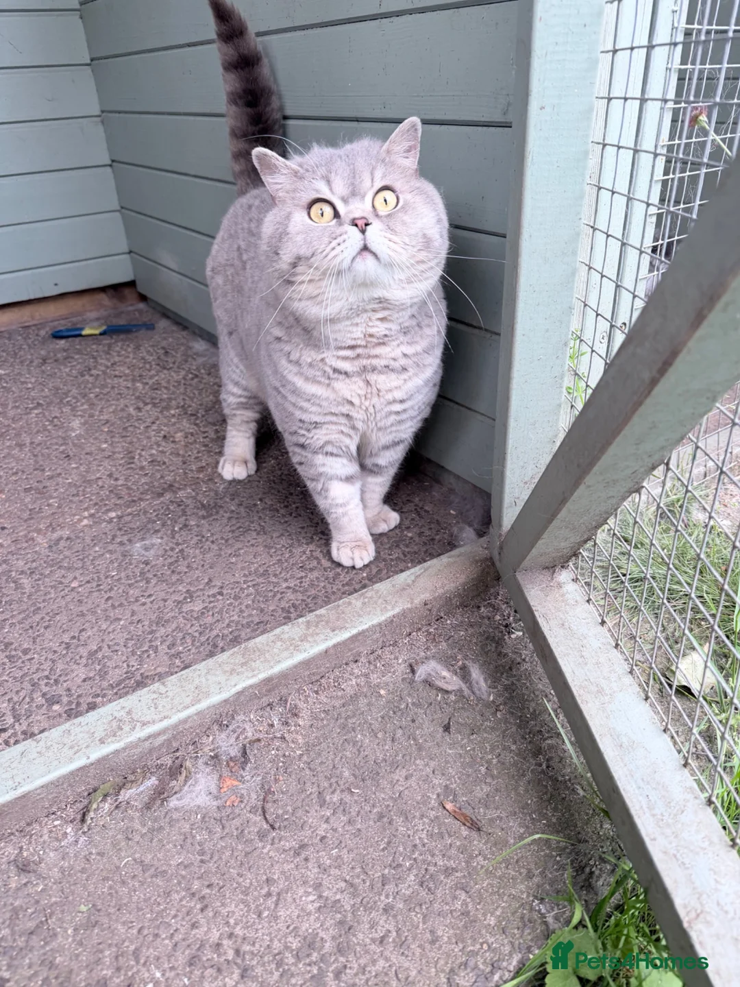 British Shorthair cats for sale: GCCF blue spotte male  - Advert 5
