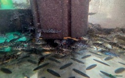 Killifish fish for sale: the fish that are in the photo Read the descriptio - Image 16