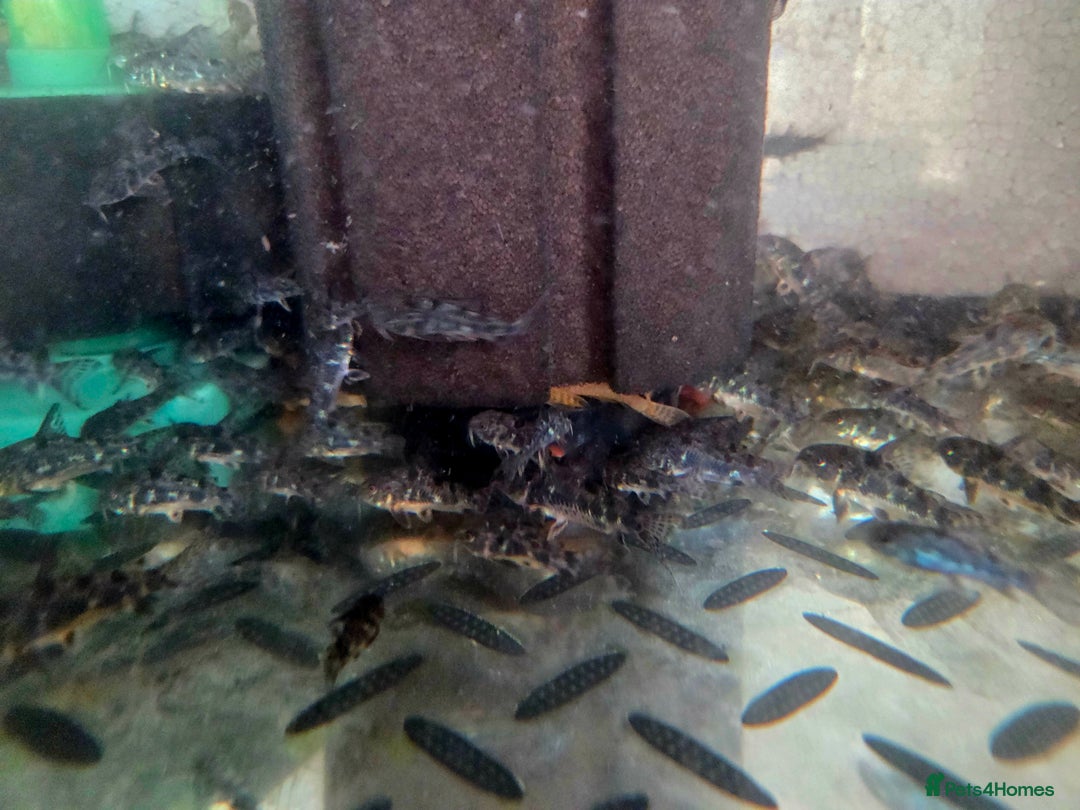 Killifish fish for sale: the fish that are in the photo Read the descriptio - Image 16
