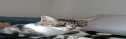 Mixed Breed cats for sale: Male kittens for sale in Normanton - Advert 3