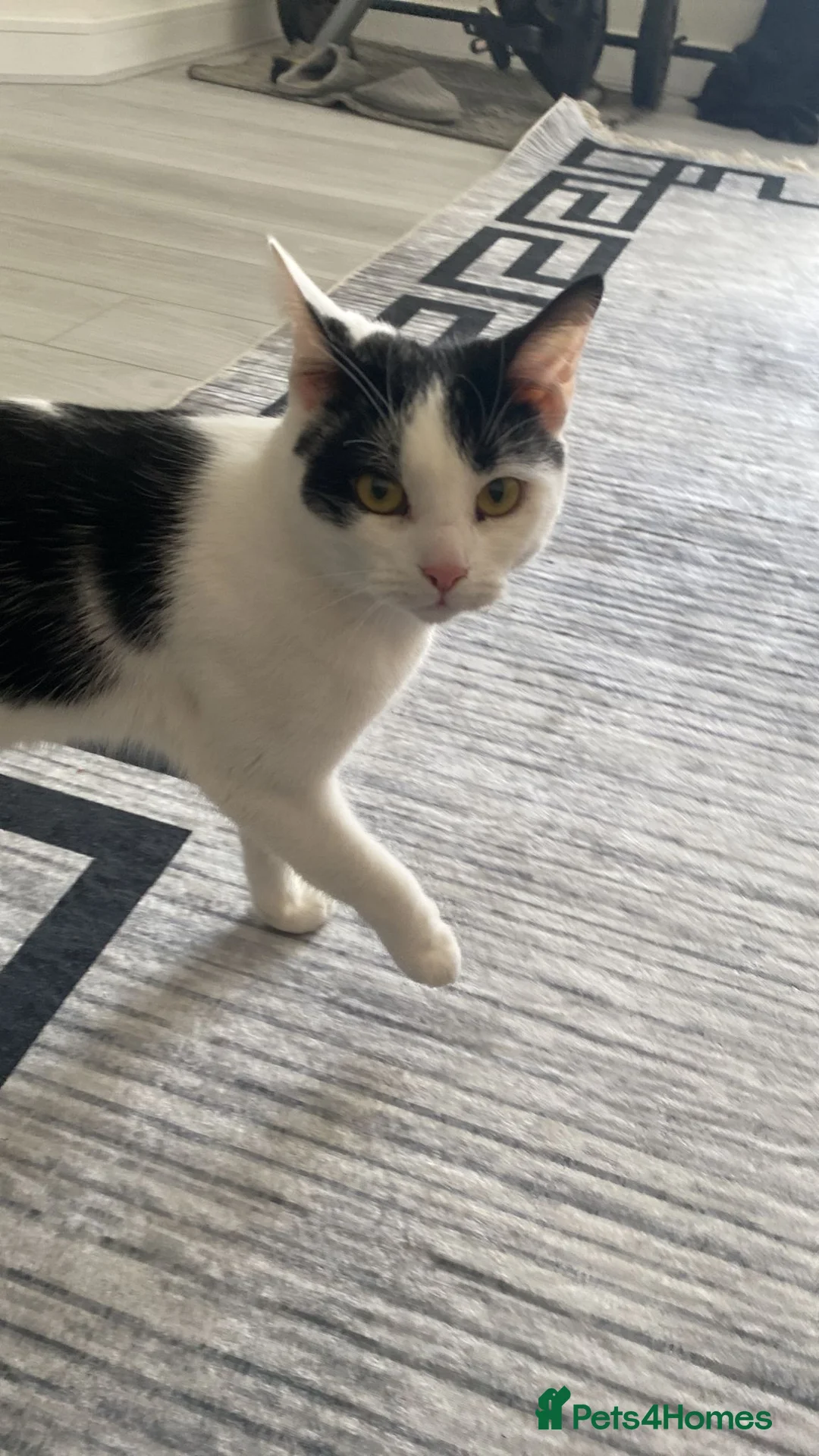 Mixed Breed cats for sale: 5 year old mixed black and white cat for sale  in Coventry - Advert 2