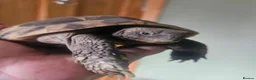 Hermann Tortoise reptiles for sale: Hermann Tortoise - Advert 1