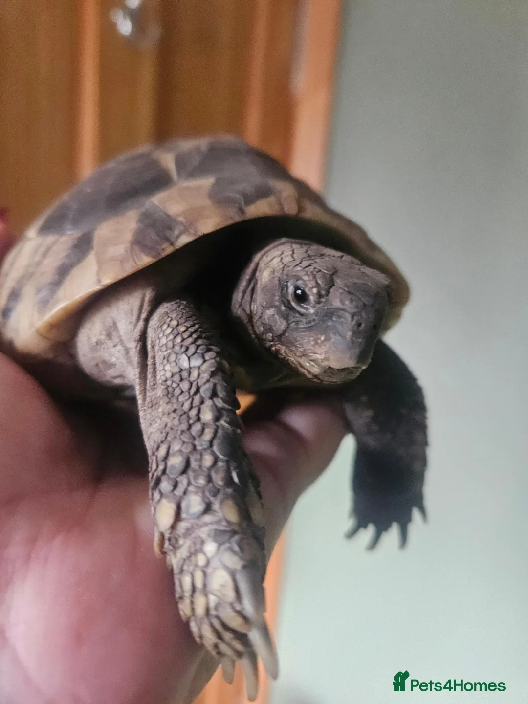 Hermann Tortoise reptiles for sale: Hermann Tortoise - Advert 1