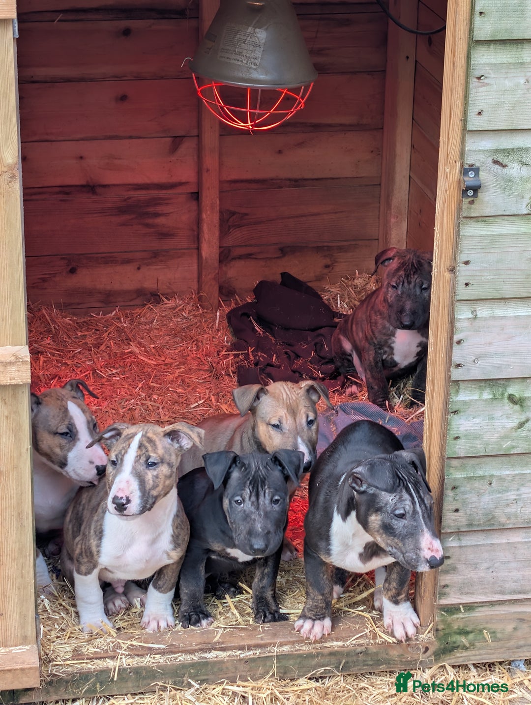 English Bull Terrier dogs for sale: Working line English bull terriers  - Advert 2