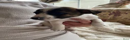 Jack Russell dogs for sale: 2 beautiful male Jack Russell pups  - Advert 3