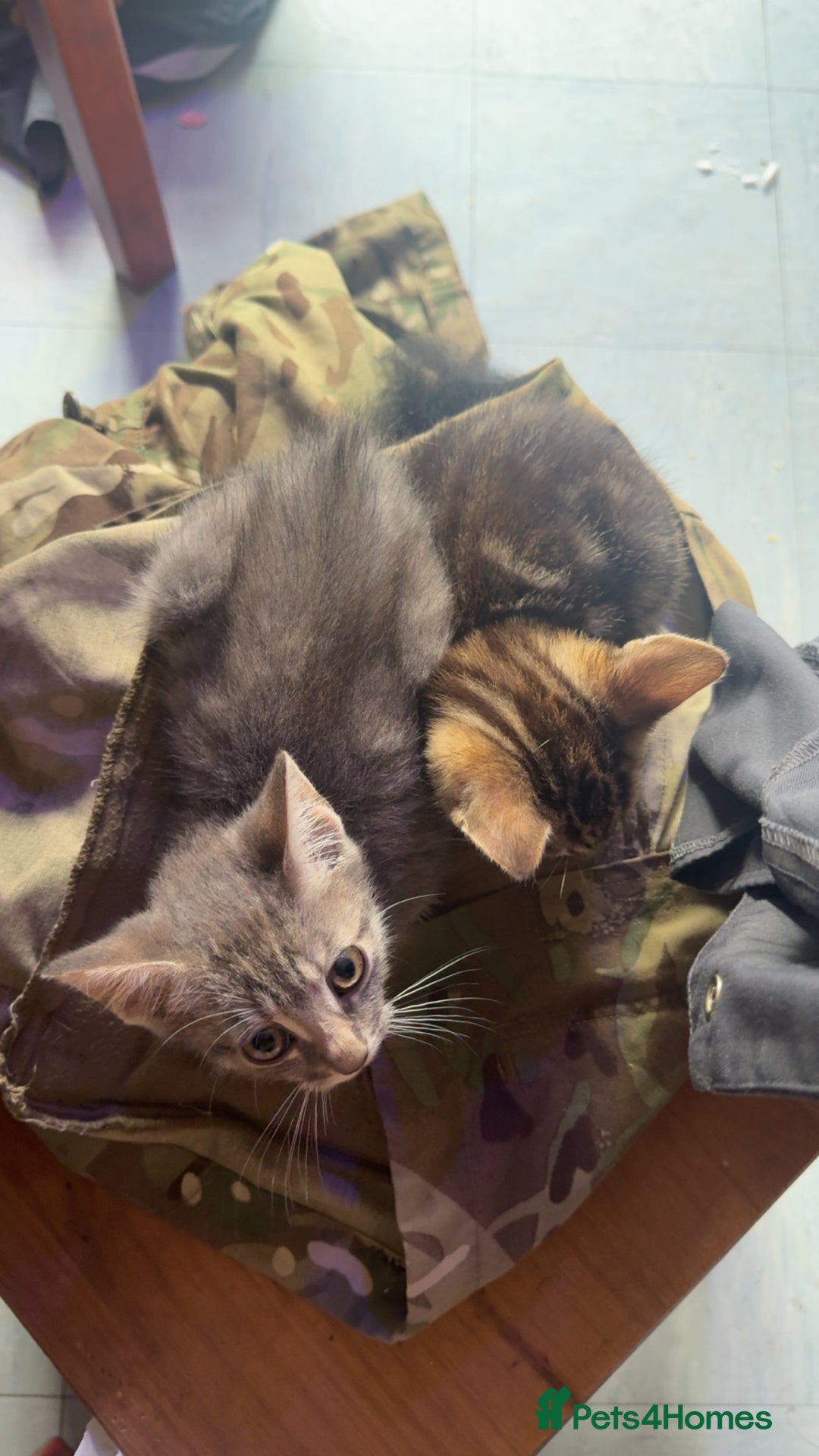 British Shorthair cats for sale: Tabby kittens  - Image 7