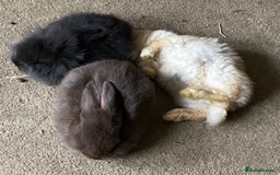 Lionhead rabbits for sale: ⭐️Beautiful Lionhead bunnies⭐️ - Image 6