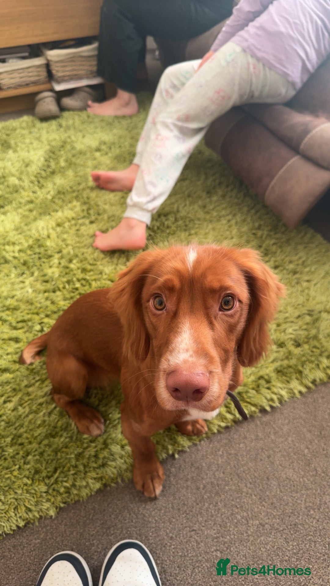 Cocker Spaniel dogs for stud: Cocker spaniel for stud - Image 3