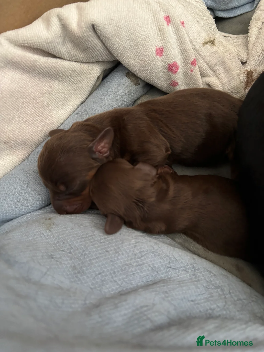 Miniature Dachshund dogs for sale:  Miniature, Dachshund Chocolate and Tan girl.  - Advert 13