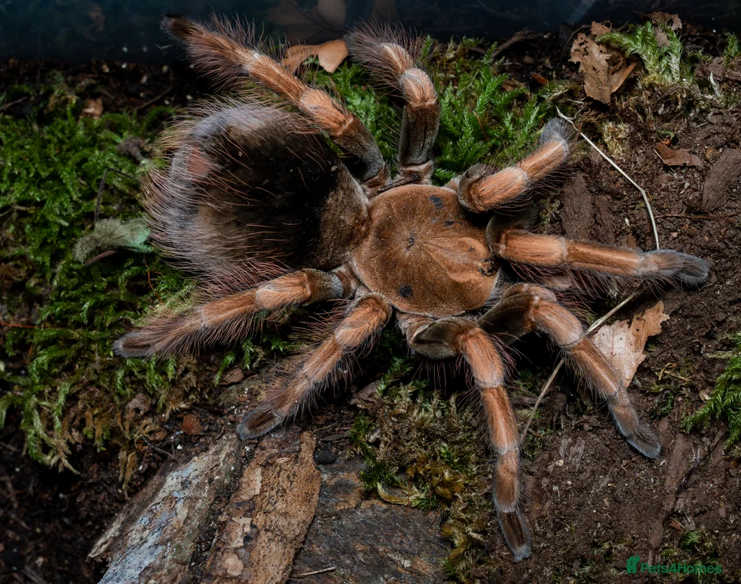 Tarantulas invertebrates for sale: tarantula collection for sale - Advert 4