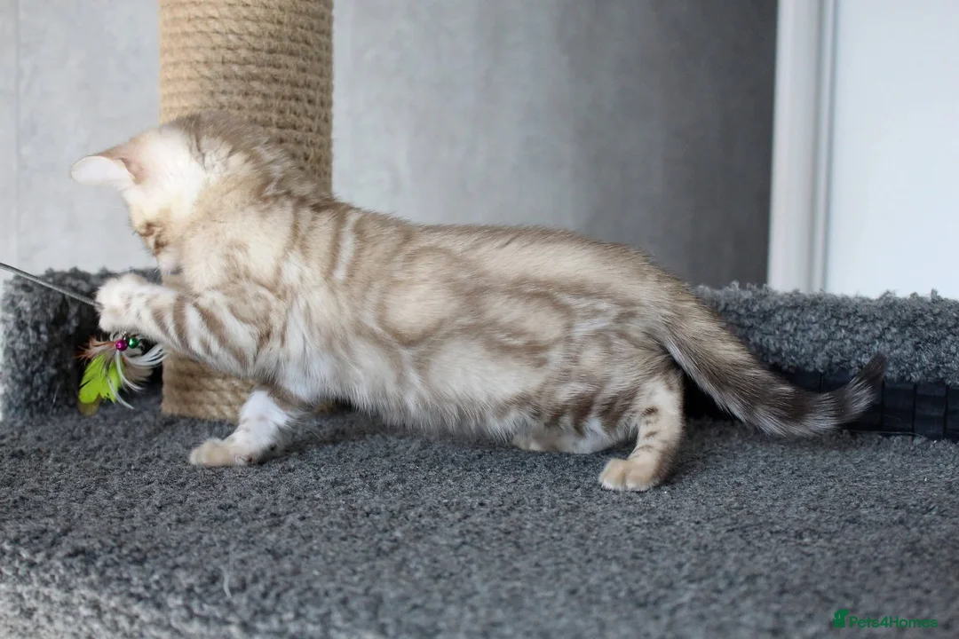 Bengal cats for sale: Magnificent Bloodline Bengals  - Advert 1