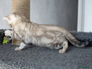 Bengal cats Magnificent Bloodline Bengals - Advert 1