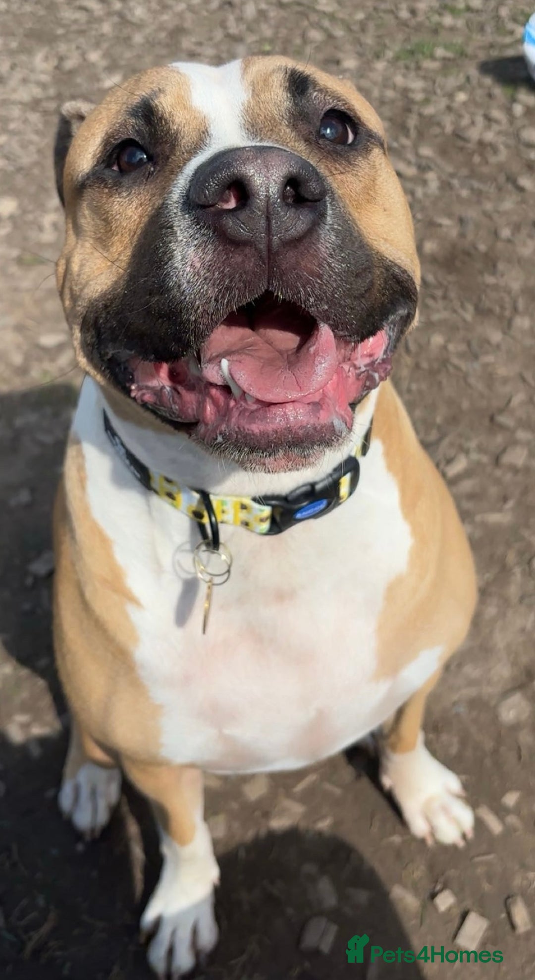 Mixed Breed dogs for sale: Bodhi - 2 Year Old AmBull X - Image 10