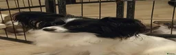 Mixed Breed dogs for sale: Italian greyhound/papillon cross in Wellingborough - Advert 1