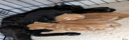 Mixed Breed cats for sale: Ginger kittens and black kittens  in Addlestone - Advert 10