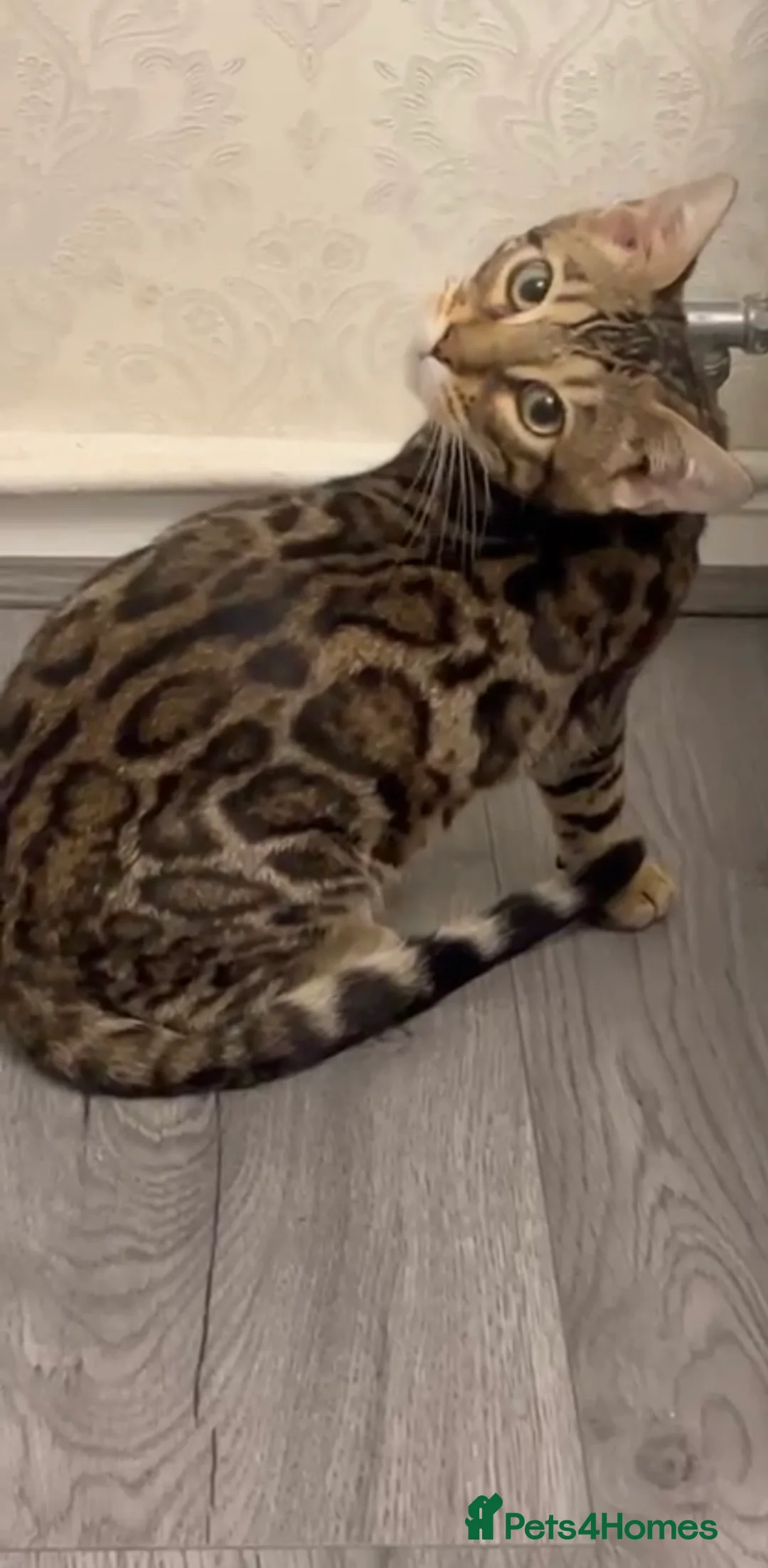 Bengal cats for sale: TICA stunning female Bengal  - Advert 1