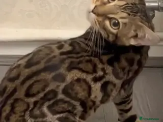 Bengal cats TICA stunning female Bengal - Advert 1