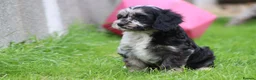 Cavapoo dogs for sale: Beautiful Cavapoo puppies for sale - Advert 29
