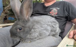 Continental Giant rabbits for sale: Beautiful ❤️ blue continental's  - Image 2