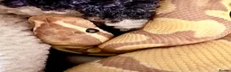 Python Snake reptiles for sale: Ball Python for exceptional home (Viv incl.) in Bristol - Advert 3