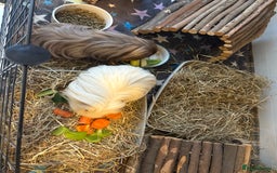 Guinea Pig rodents for sale: Male Guinea Pigs - Image 2