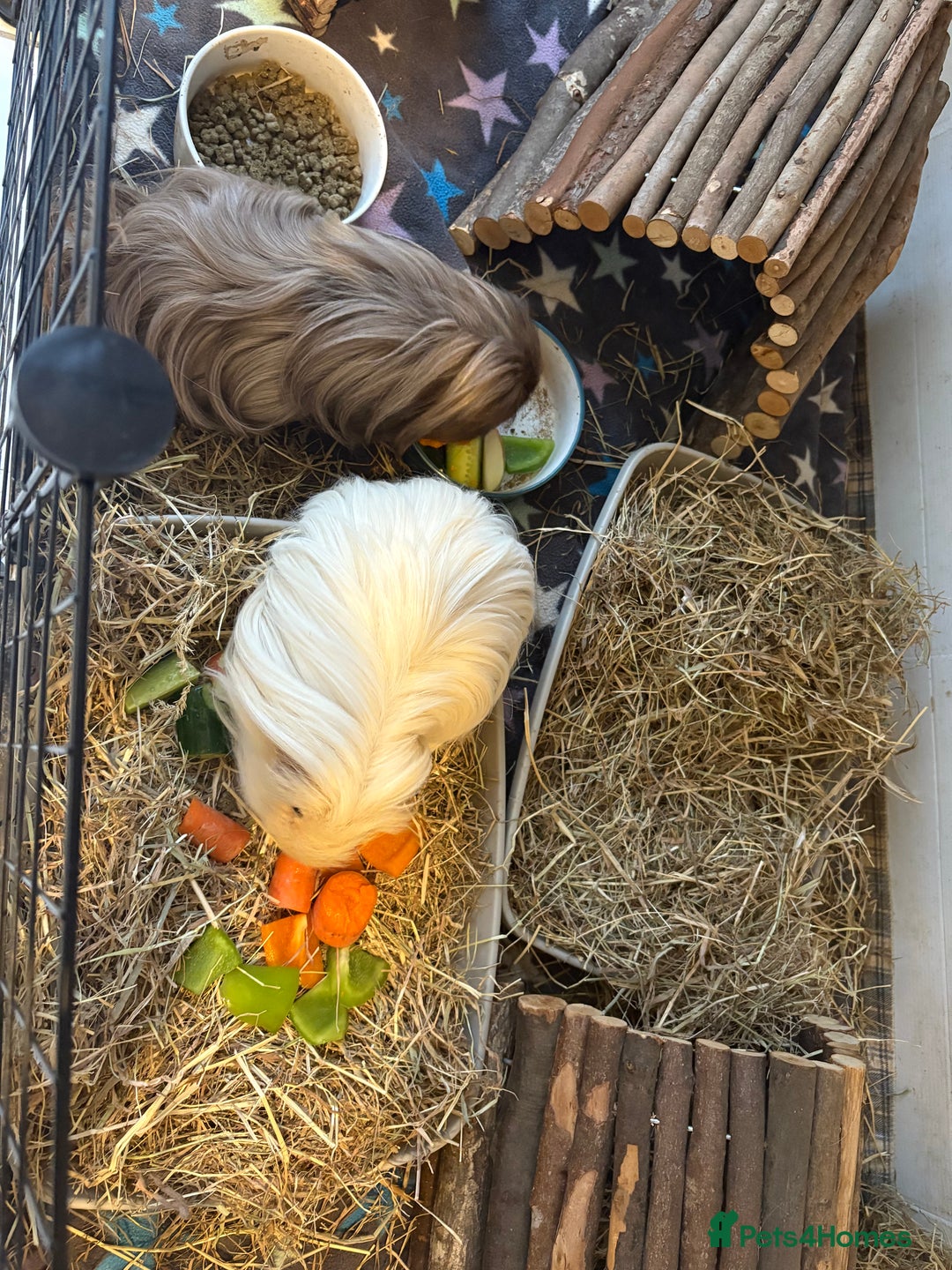 Guinea Pig rodents for sale: Male Guinea Pigs - Image 2