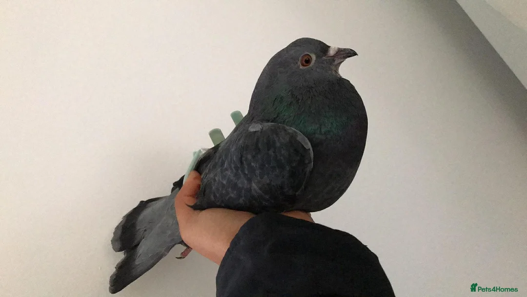 Pigeons birds for sale: Hand reared fantails  - Advert 2