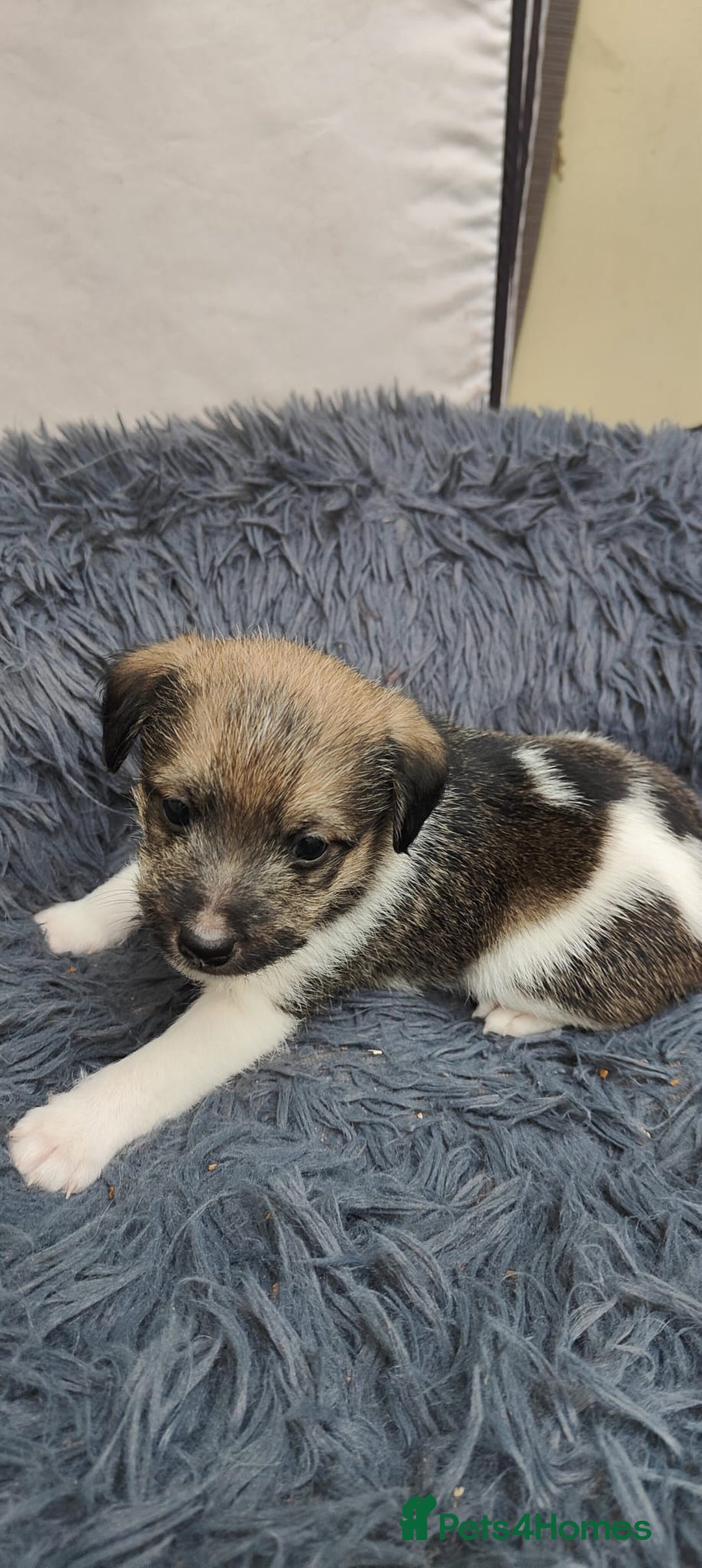 Mixed Breed dogs for sale: Lowchen (non Shedding like Poodle ) x Patterdale  - Advert 6