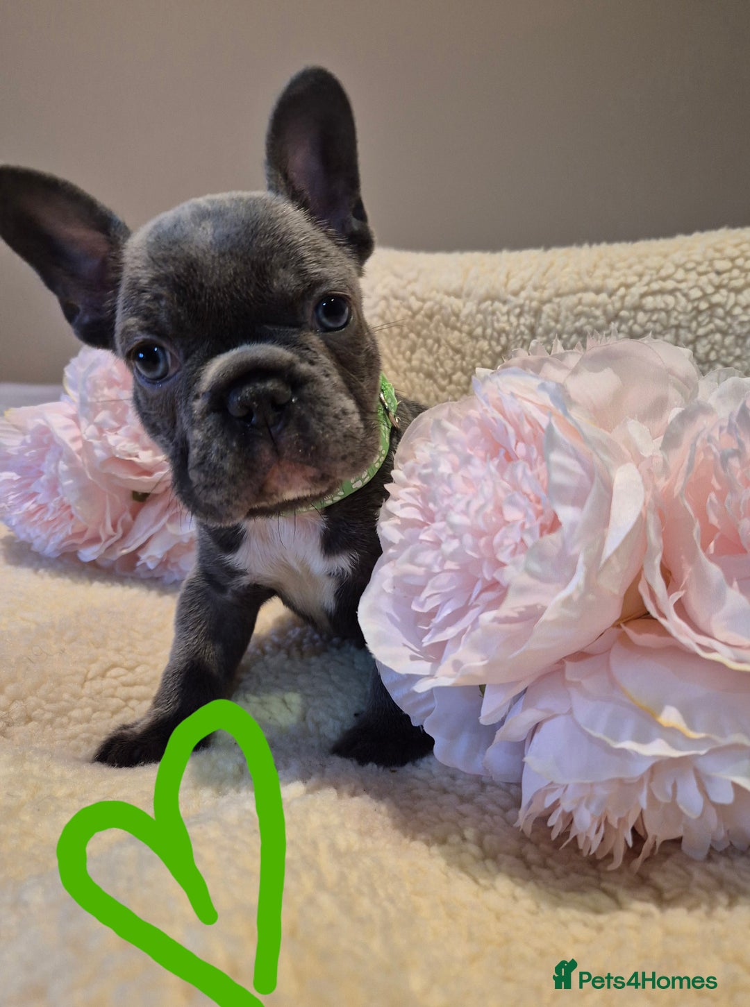 French Bulldog dogs for sale: 5* Council Licensed Breeder of 3 Stunning pups. - Advert 3