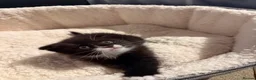 Mixed Breed cats for sale: 3 male kittens for sale  in Evesham - Advert 21