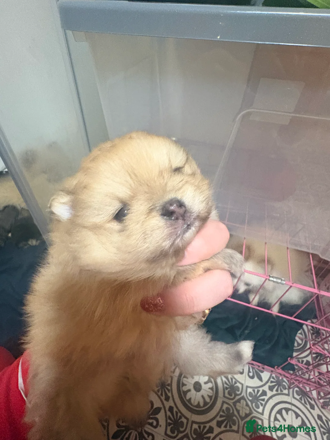 Pomeranian dogs for sale: Beautiful baby Boy fluffy and cuddly  - Advert 5